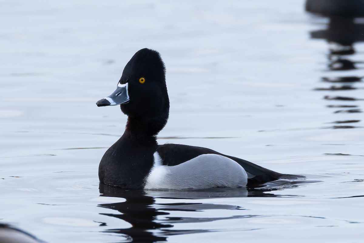 環頸潛鴨 - ML647029645