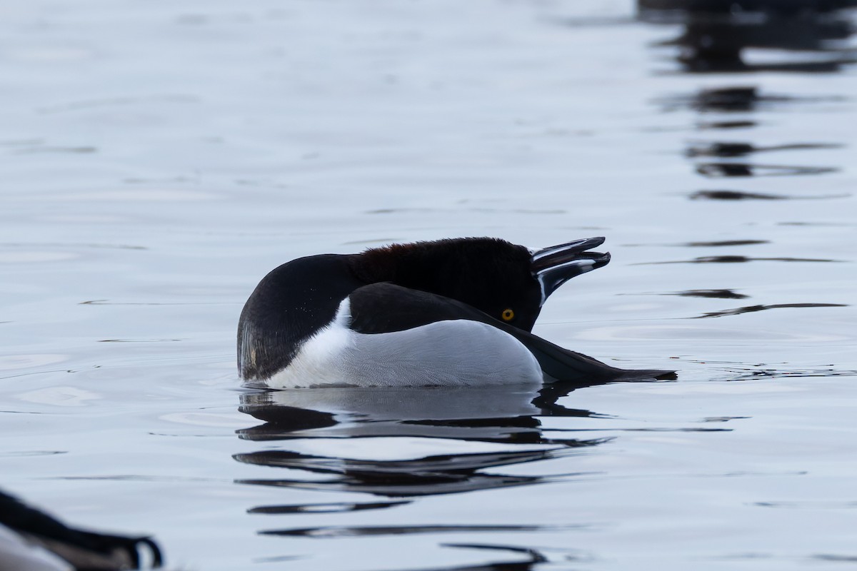 環頸潛鴨 - ML647029646