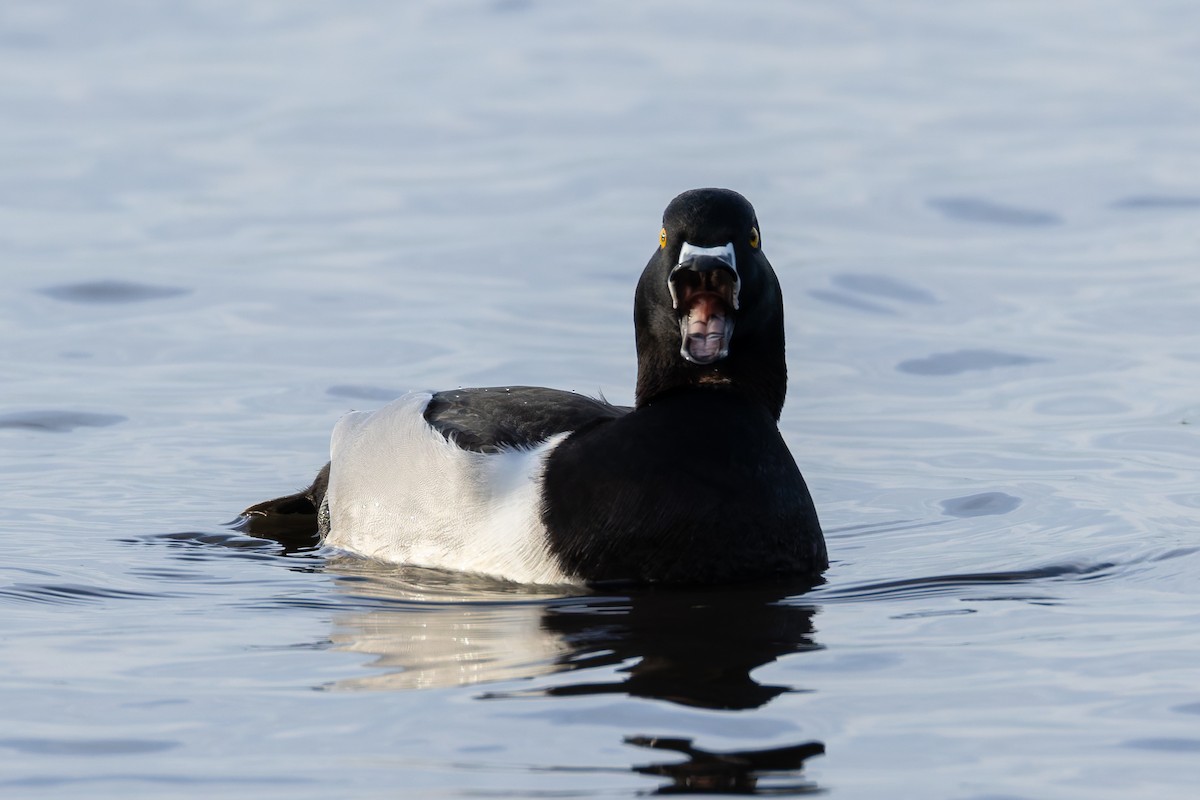 環頸潛鴨 - ML647029648