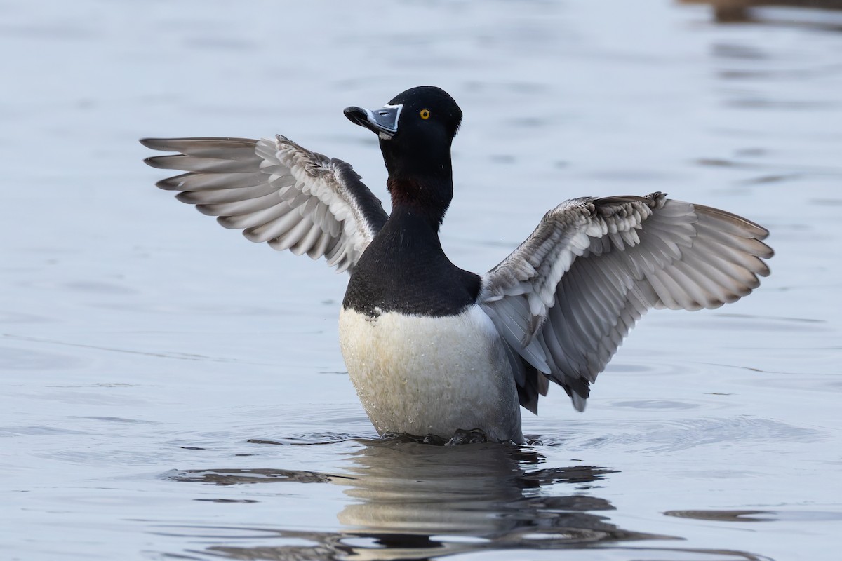 環頸潛鴨 - ML647029649