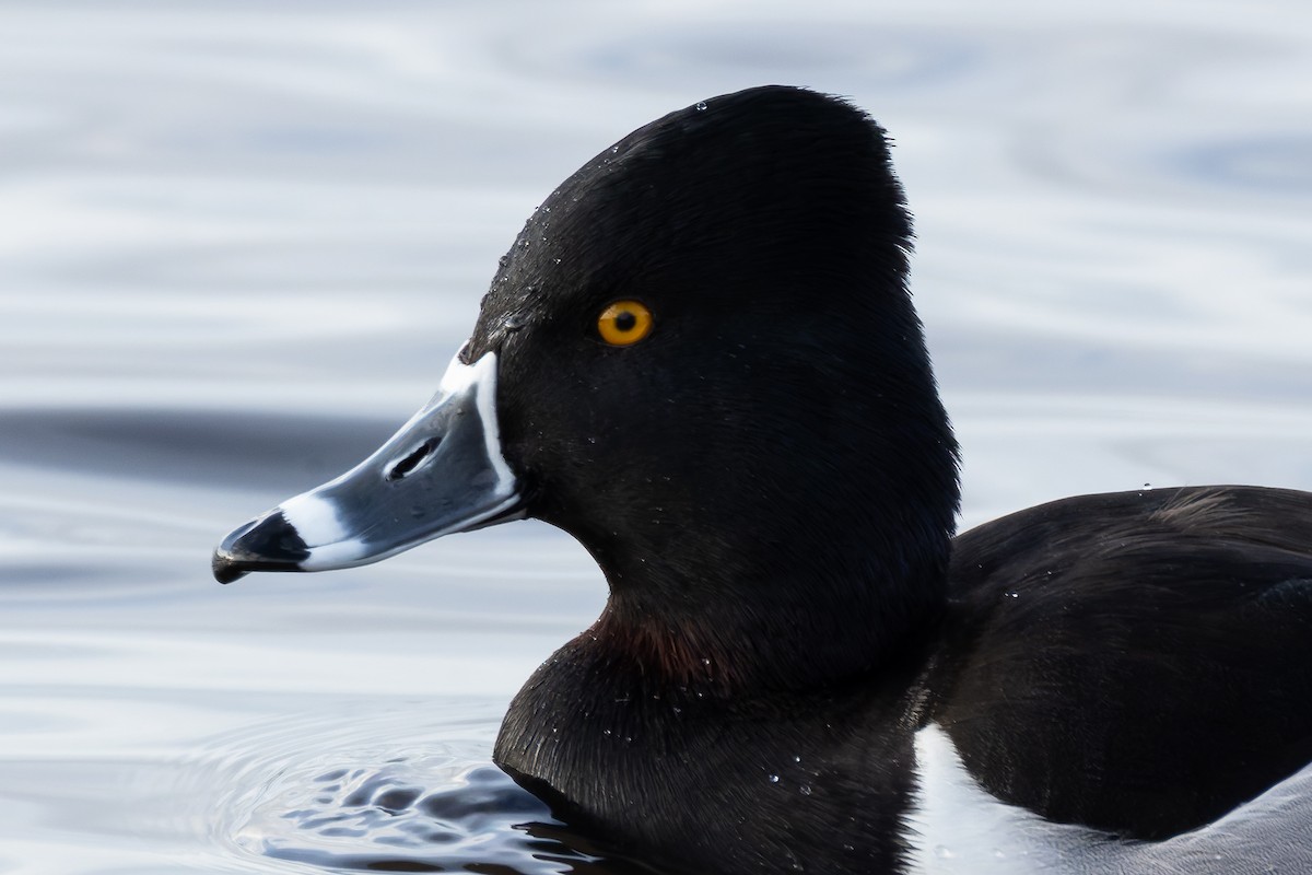 環頸潛鴨 - ML647029650