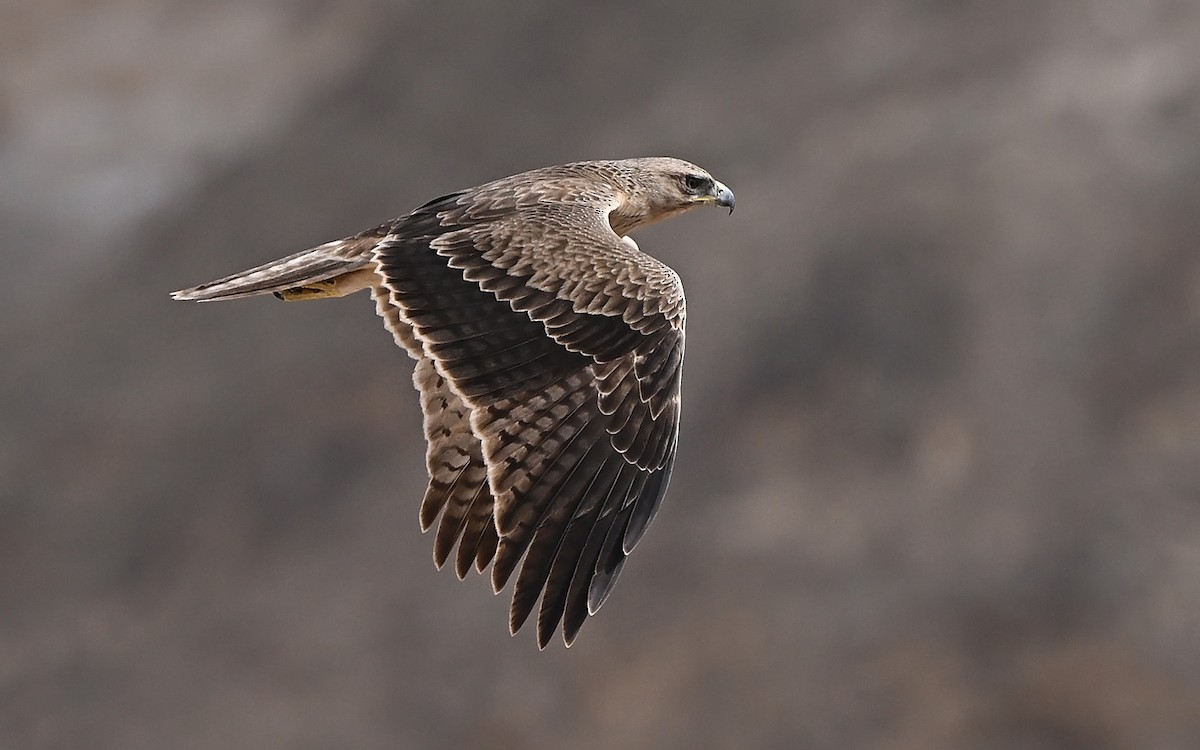 Bonelli's Eagle - ML647029651