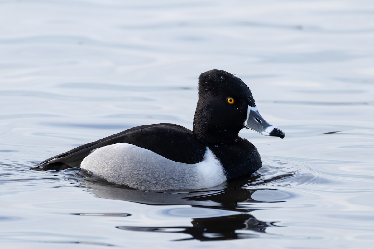 環頸潛鴨 - ML647029652