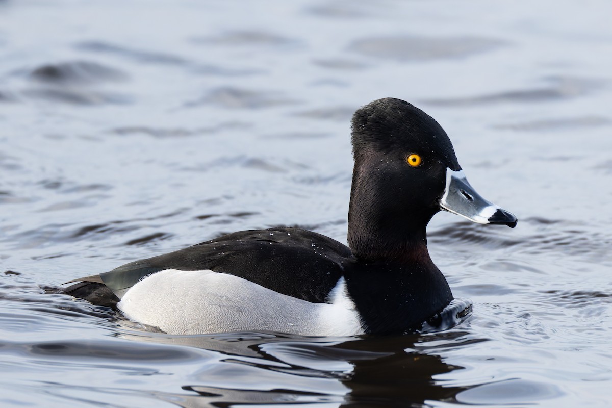 環頸潛鴨 - ML647029653