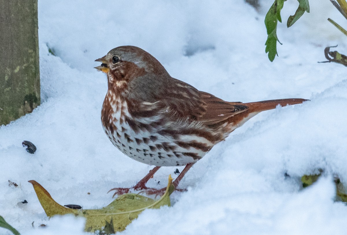 Fox Sparrow - ML647029664