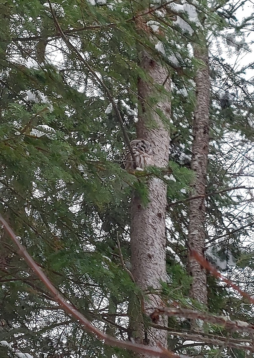 Boreal Owl - ML647029668