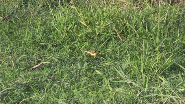 Schafstelze - ML647029672