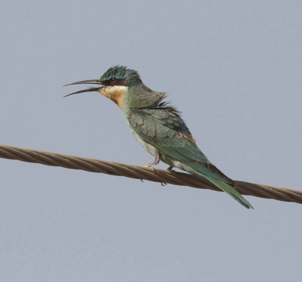 vlha modrolící - ML647029678