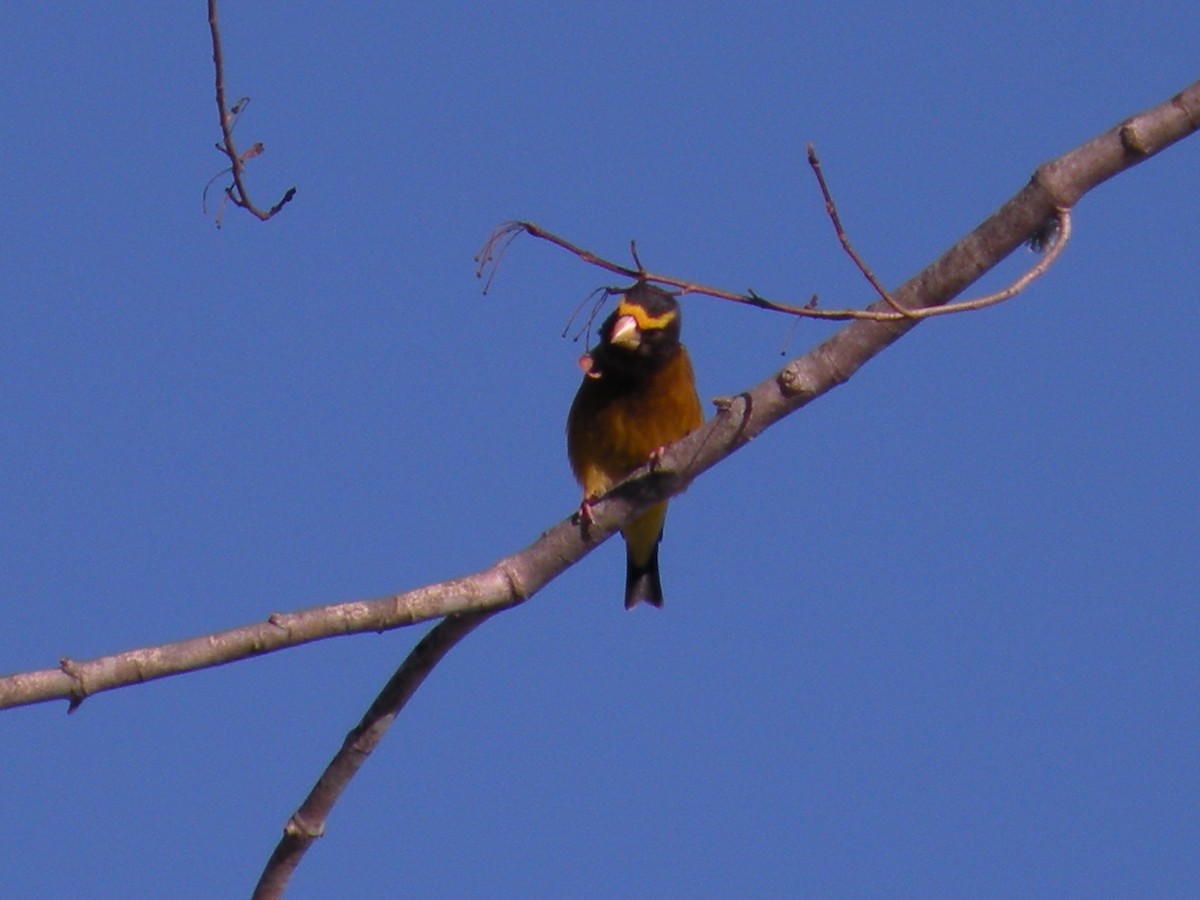 キビタイシメ - ML647029680