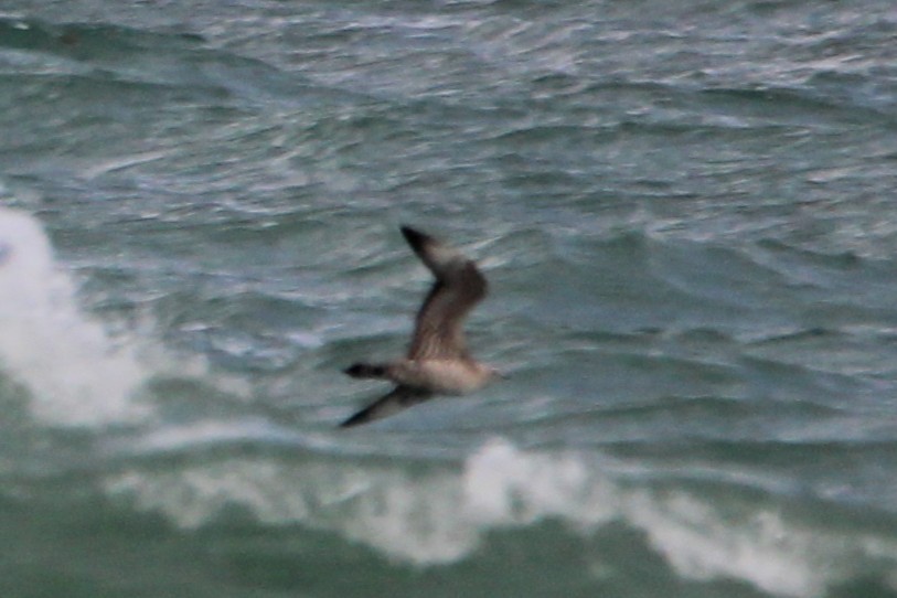 jaeger sp. - ML647029681