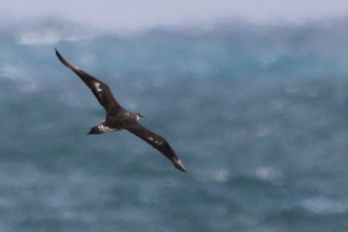 jaeger sp. - ML647029686