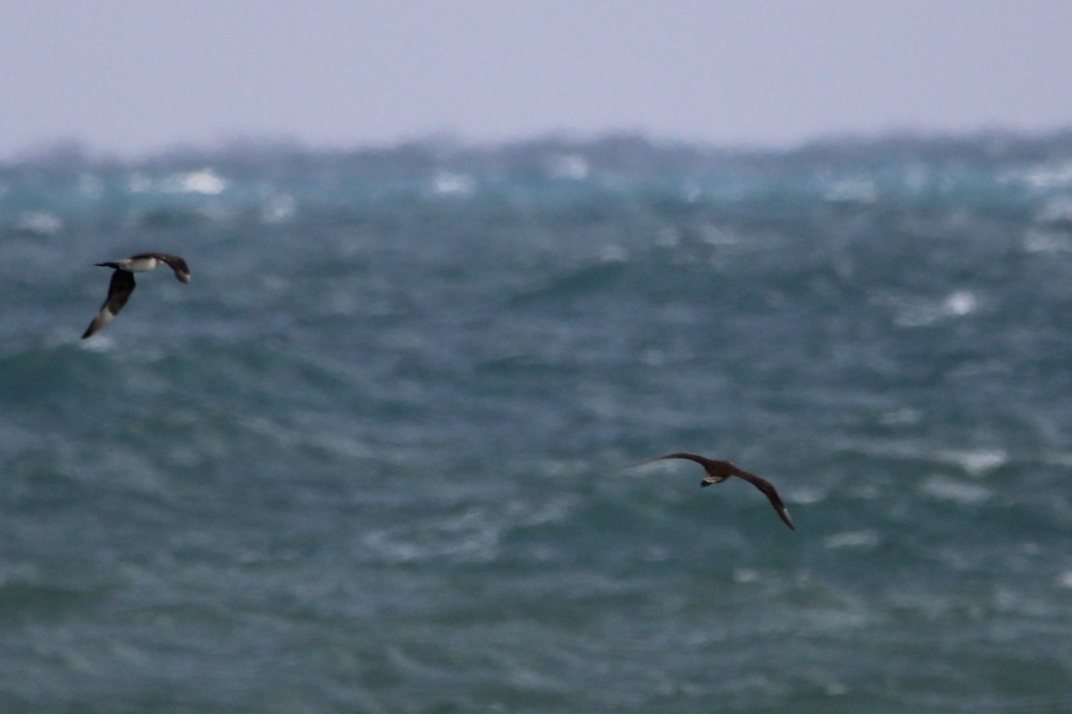 jaeger sp. - ML647029690