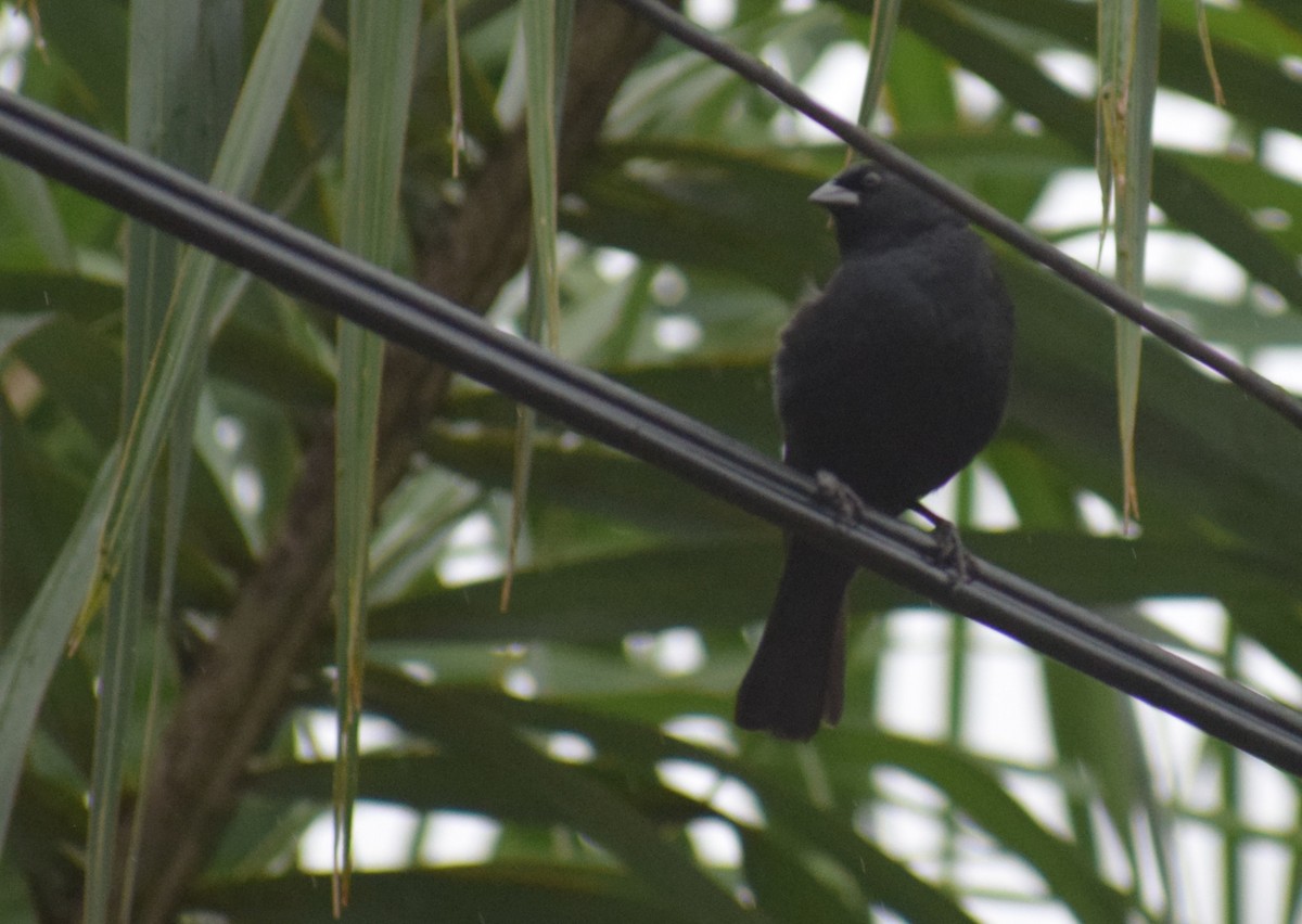 Rotachsel-Kuhstärling - ML647029713