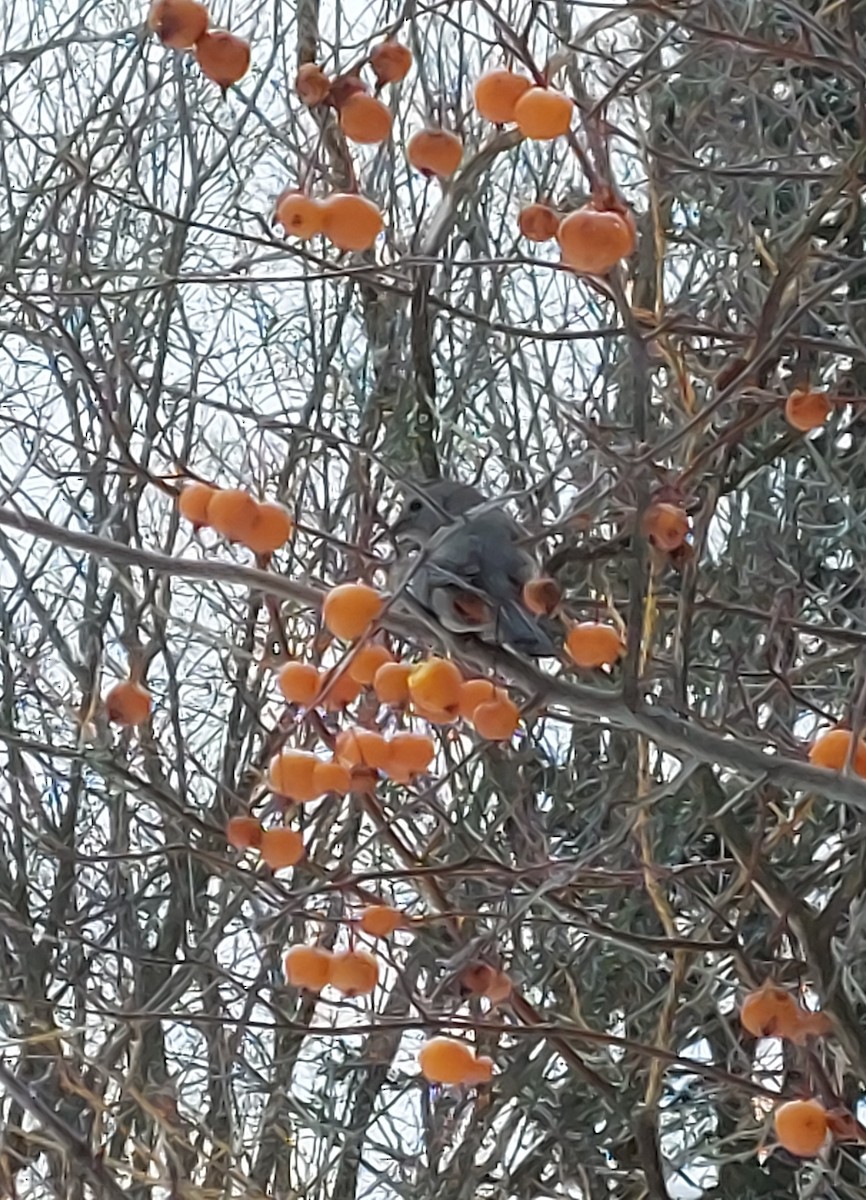 Gray Catbird - ML647029715