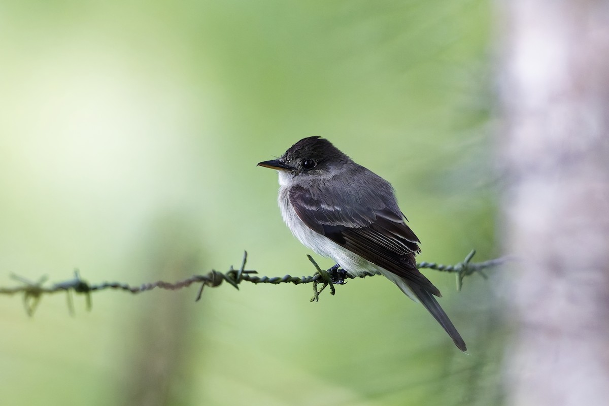 Pioui de l'Ouest - ML647029726