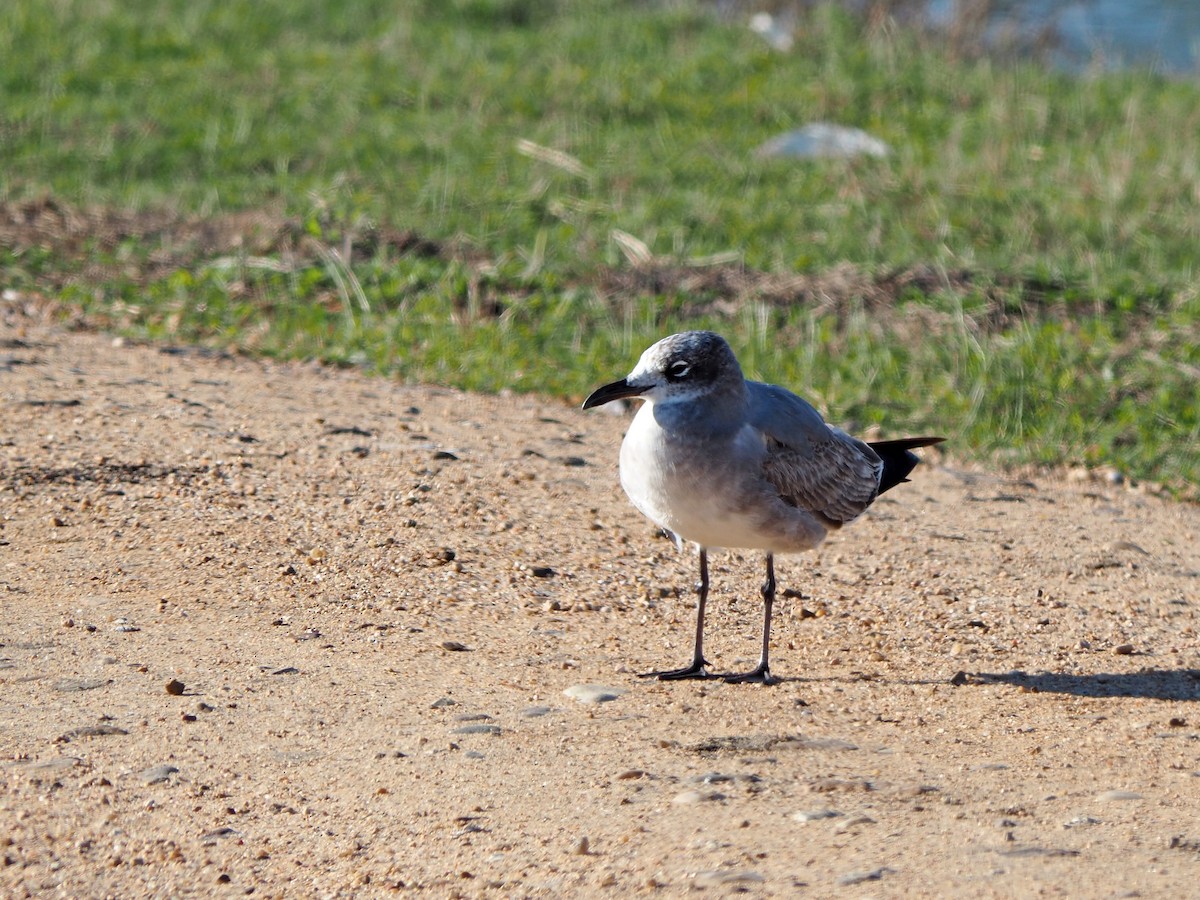 Ацтекская чайка - ML647029732