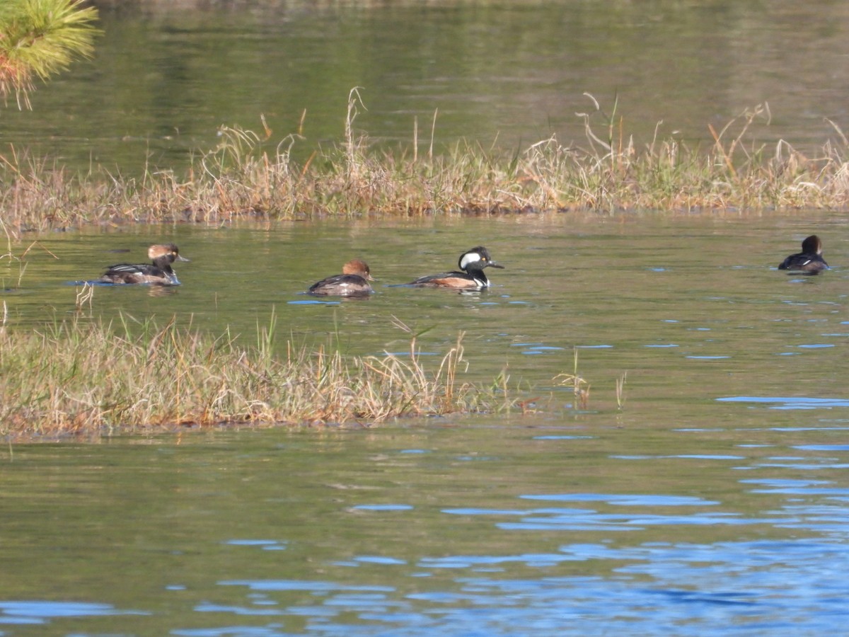 Kappensäger - ML647029734