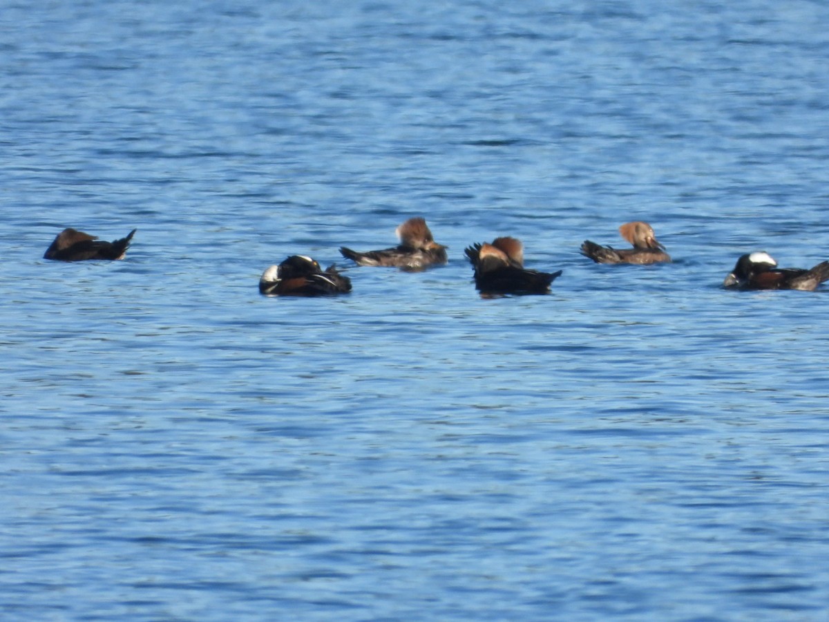 Kappensäger - ML647029735