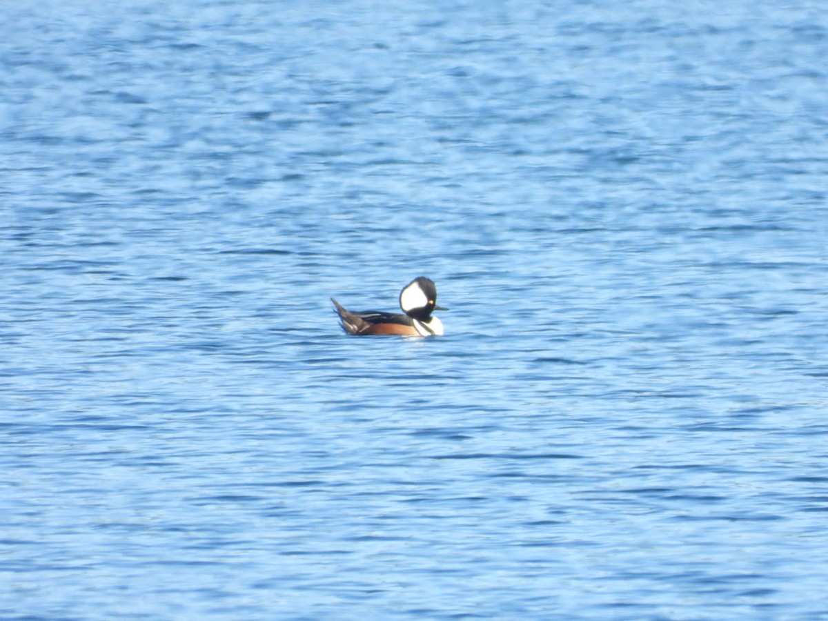 Kappensäger - ML647029736