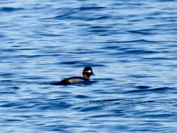 Büffelkopfente - ML647029745