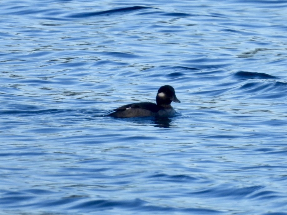 Büffelkopfente - ML647029746