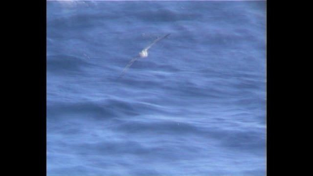 Cooksturmvogel - ML647029748