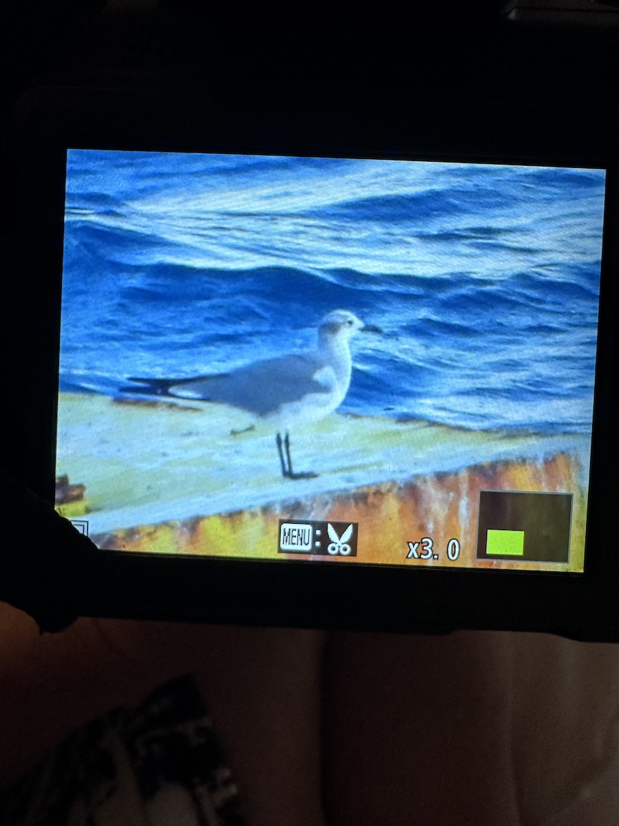 gull sp. - ML647029761