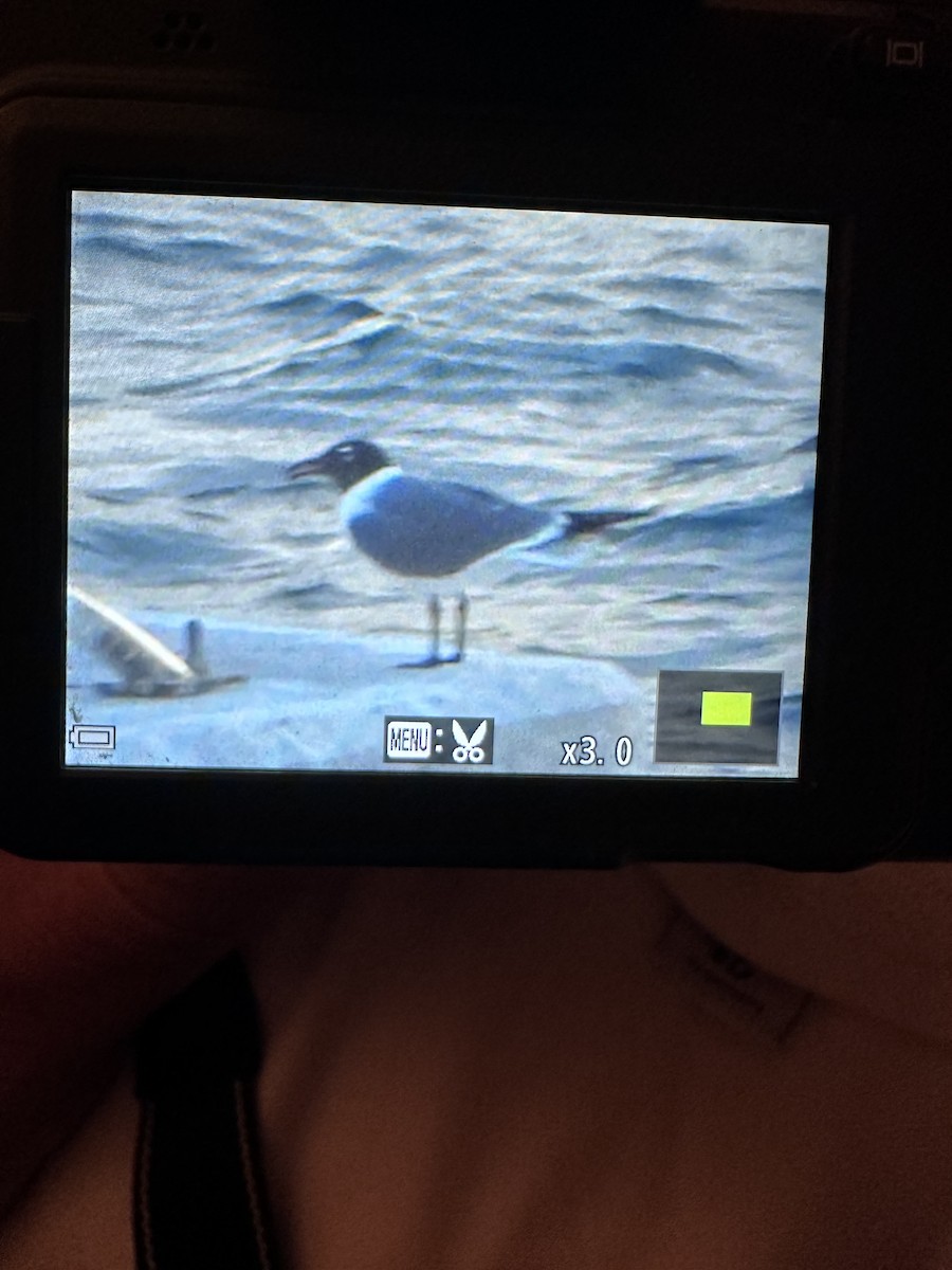 gull sp. - ML647029762