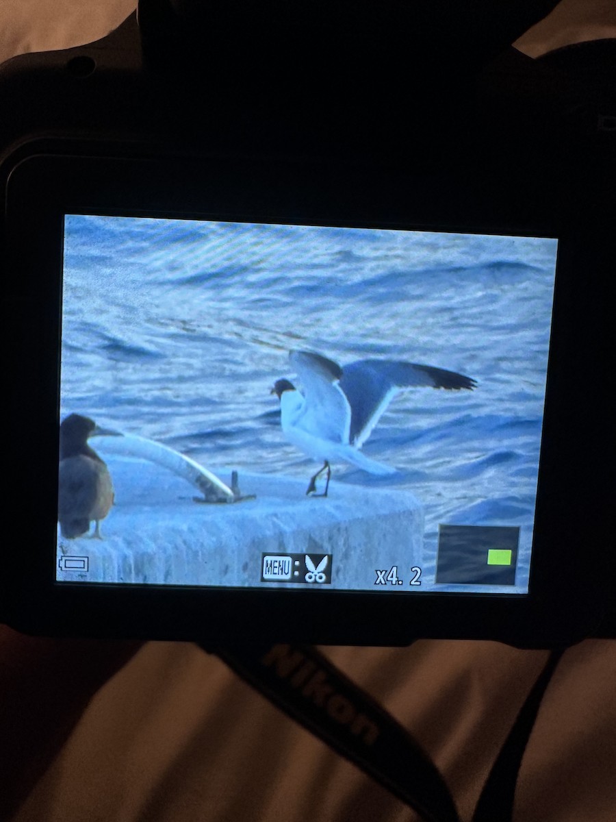 tanımsız Larinae sp. - ML647029763