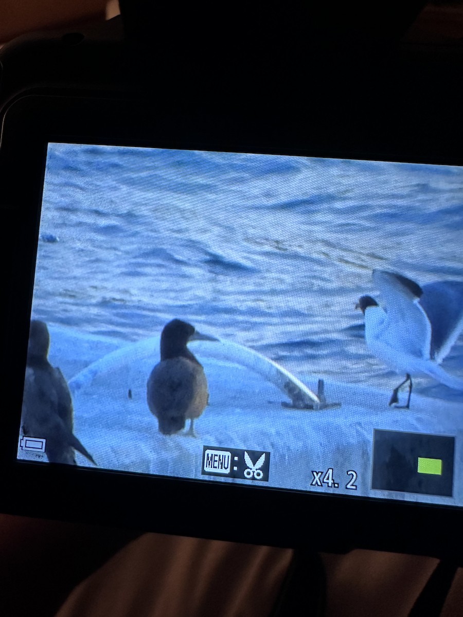 tanımsız Larinae sp. - ML647029764