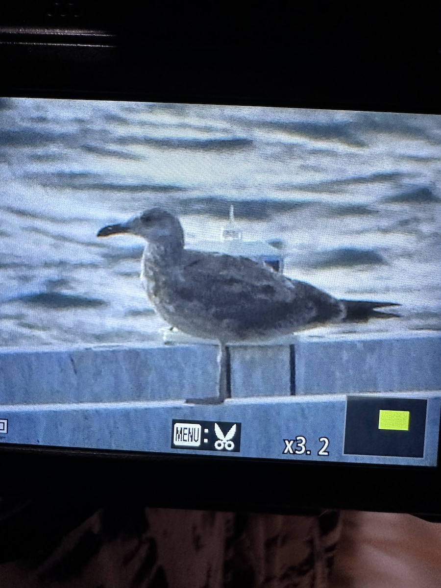 tanımsız Larinae sp. - ML647029765