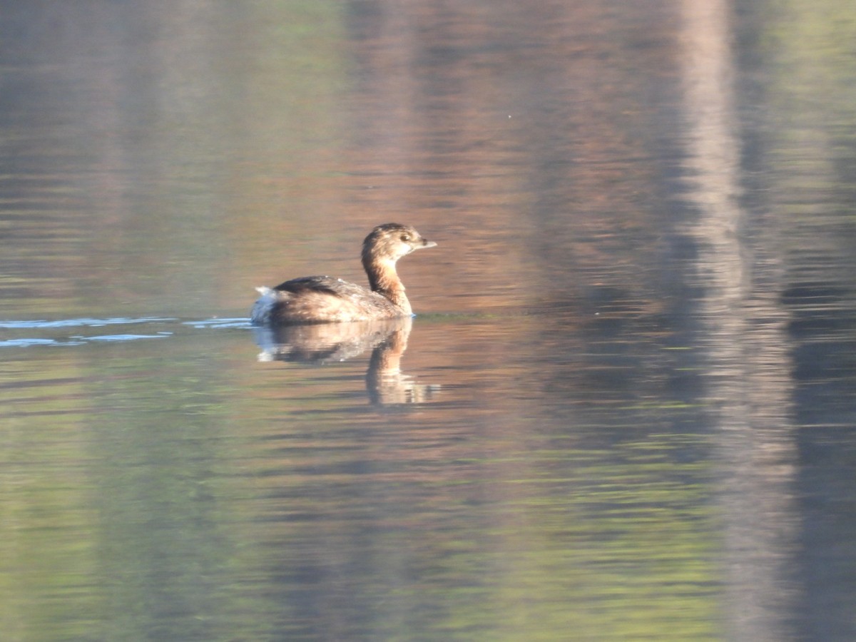 Bindentaucher - ML647029768