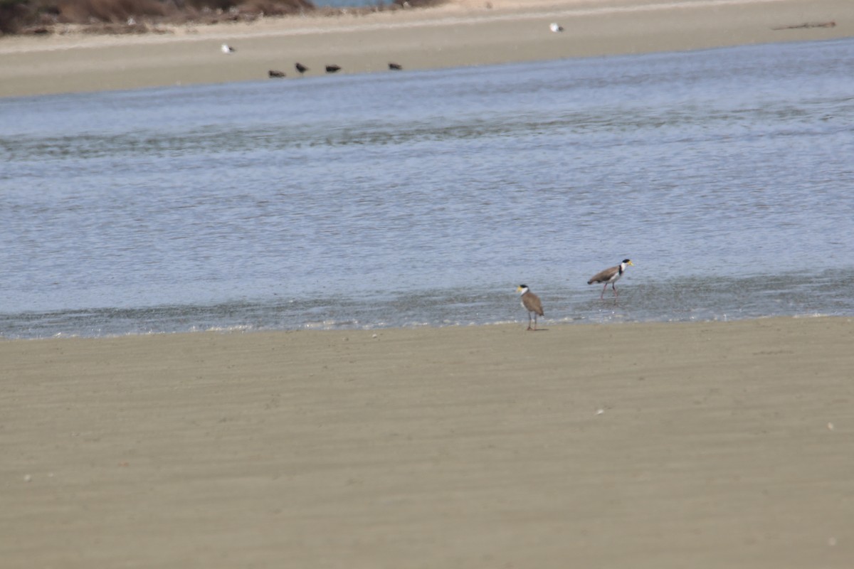 Hegabera maskaraduna - ML647029787