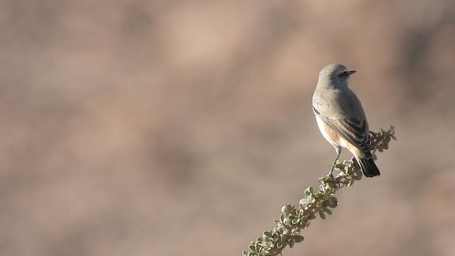 Кам'янка перська - ML647029788