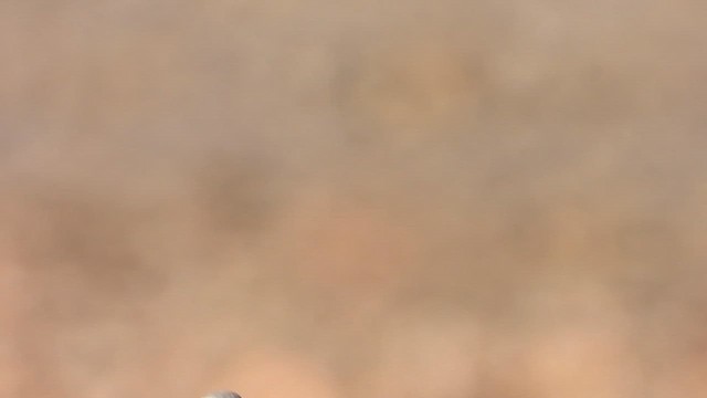 Кам'янка перська - ML647029789