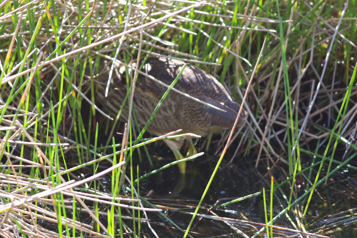 Amerika Balabanı - ML647029792