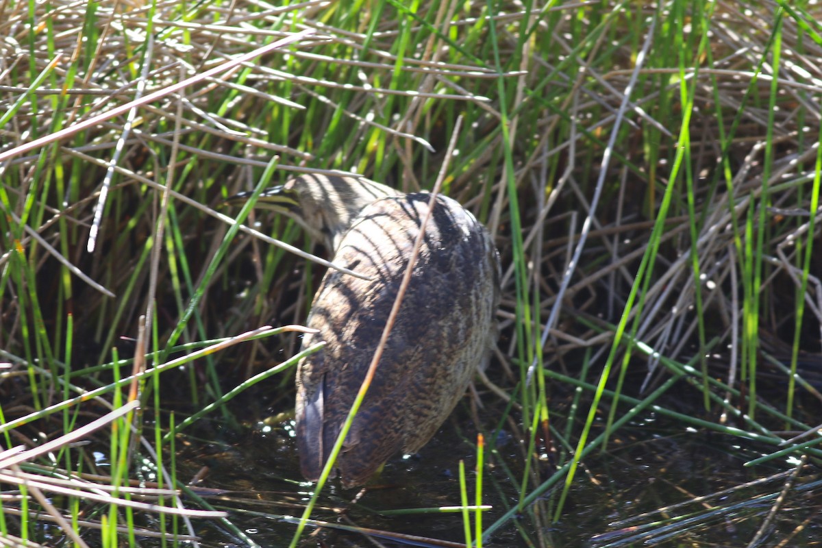 Amerika Balabanı - ML647029793