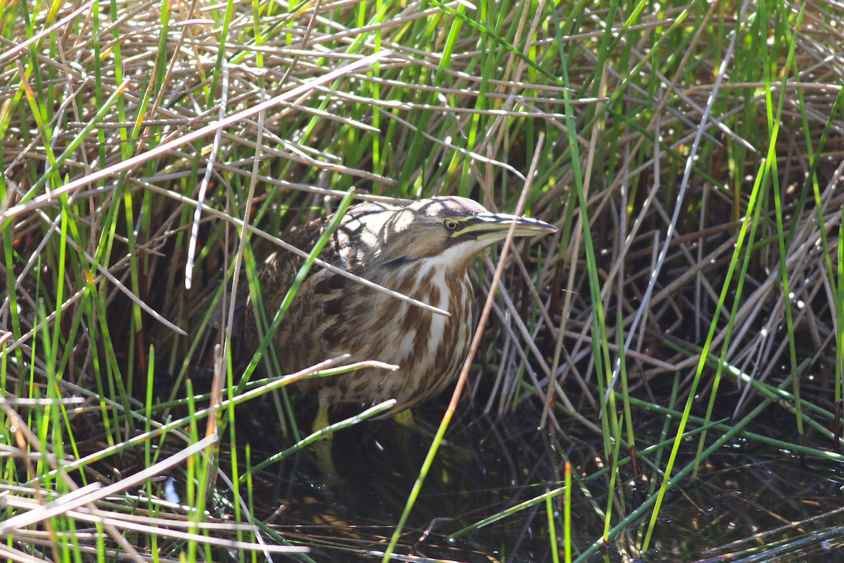 Amerika Balabanı - ML647029794