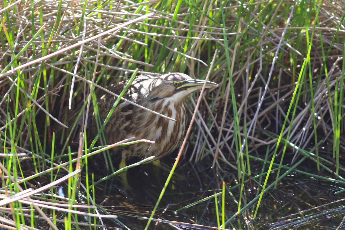 Amerika Balabanı - ML647029795