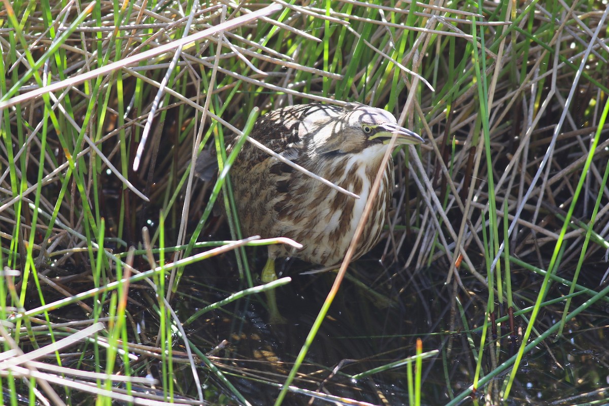 Amerika Balabanı - ML647029796