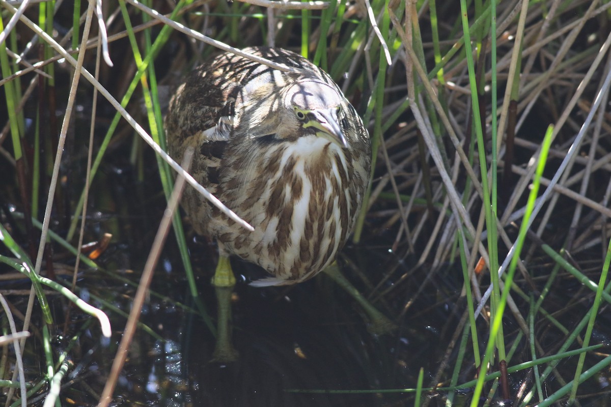 Amerika Balabanı - ML647029797