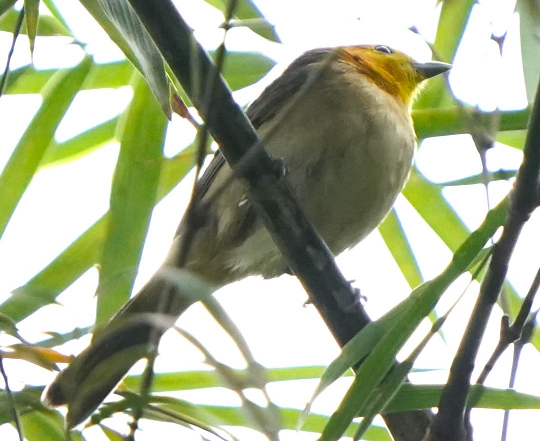 Turuncu Başlı Tangara - ML647029800