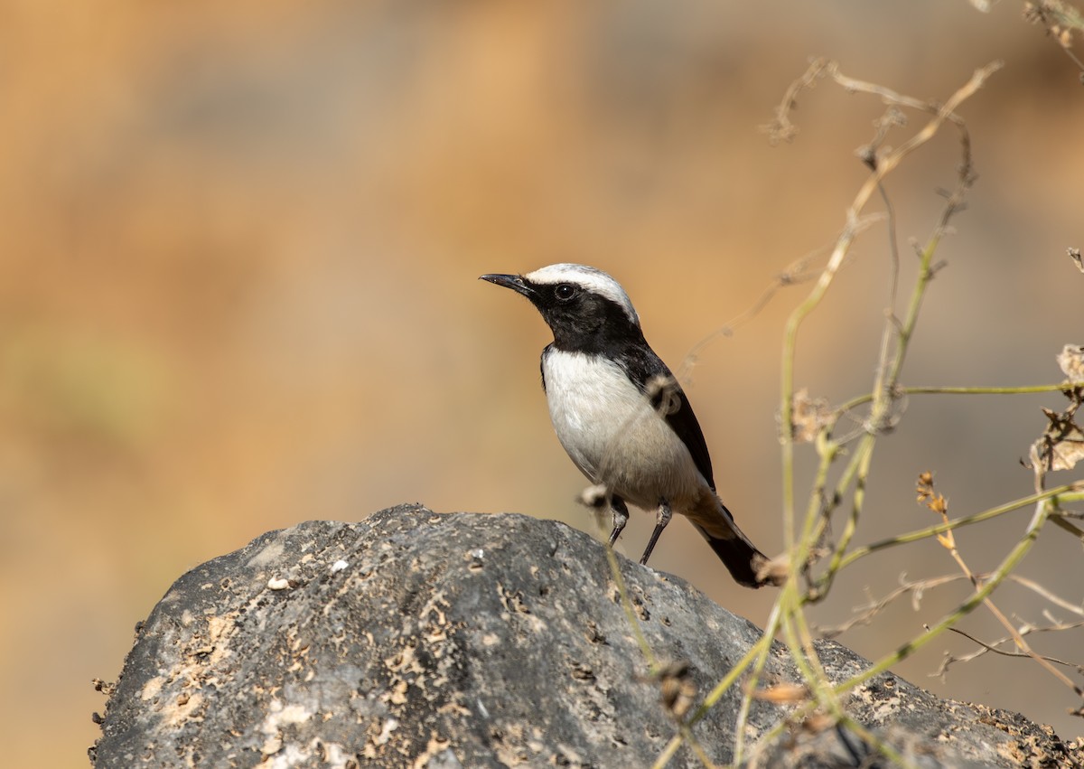 Arabistan Kuyrukkakanı - ML647029801