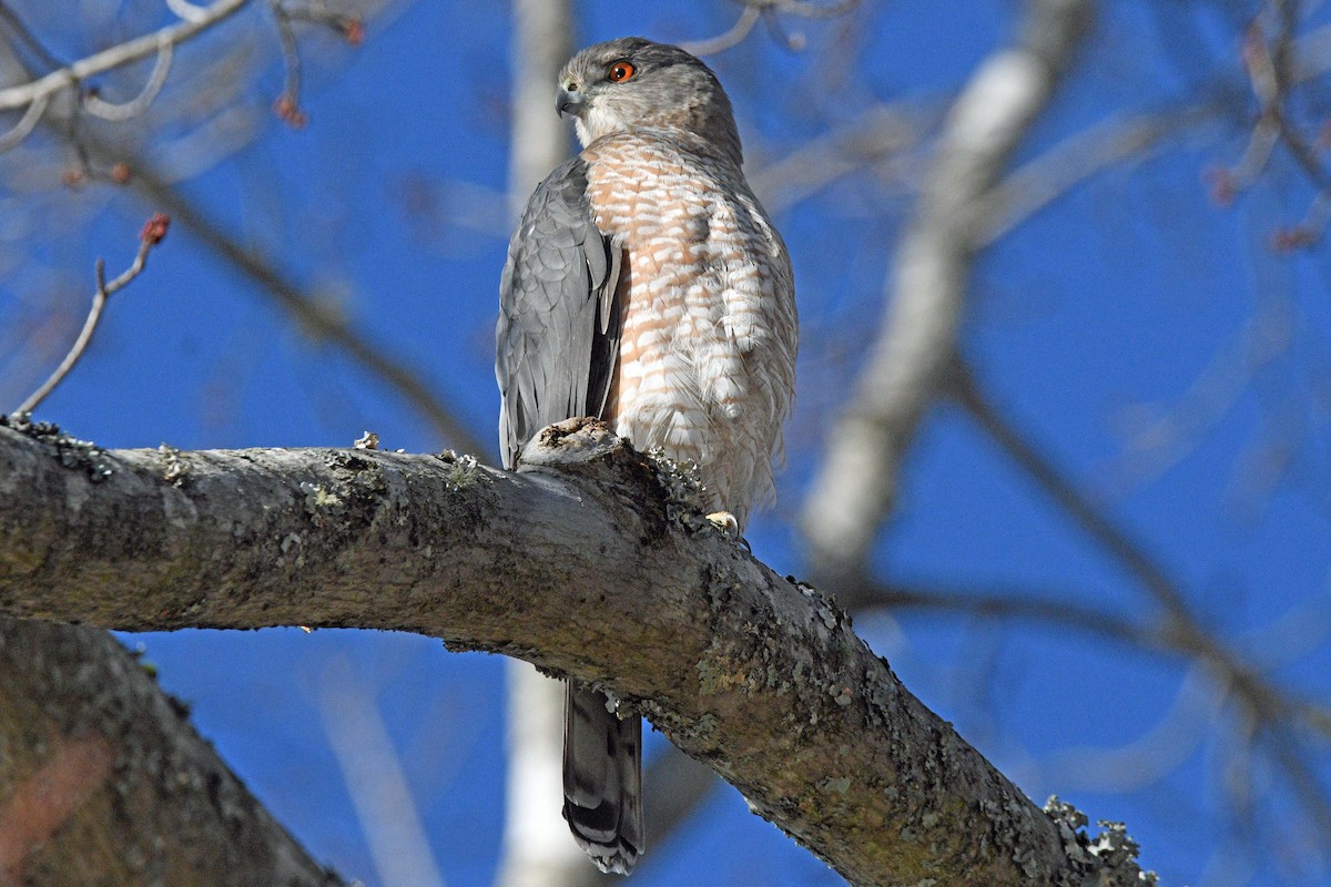 Cooper Atmacası - ML647029802