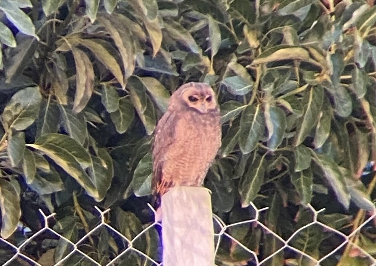 Bataklık Baykuşu - ML647029803