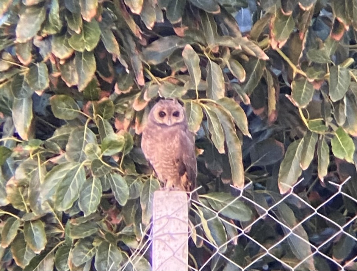 Bataklık Baykuşu - ML647029804