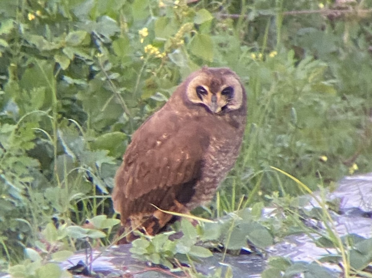 Bataklık Baykuşu - ML647029805