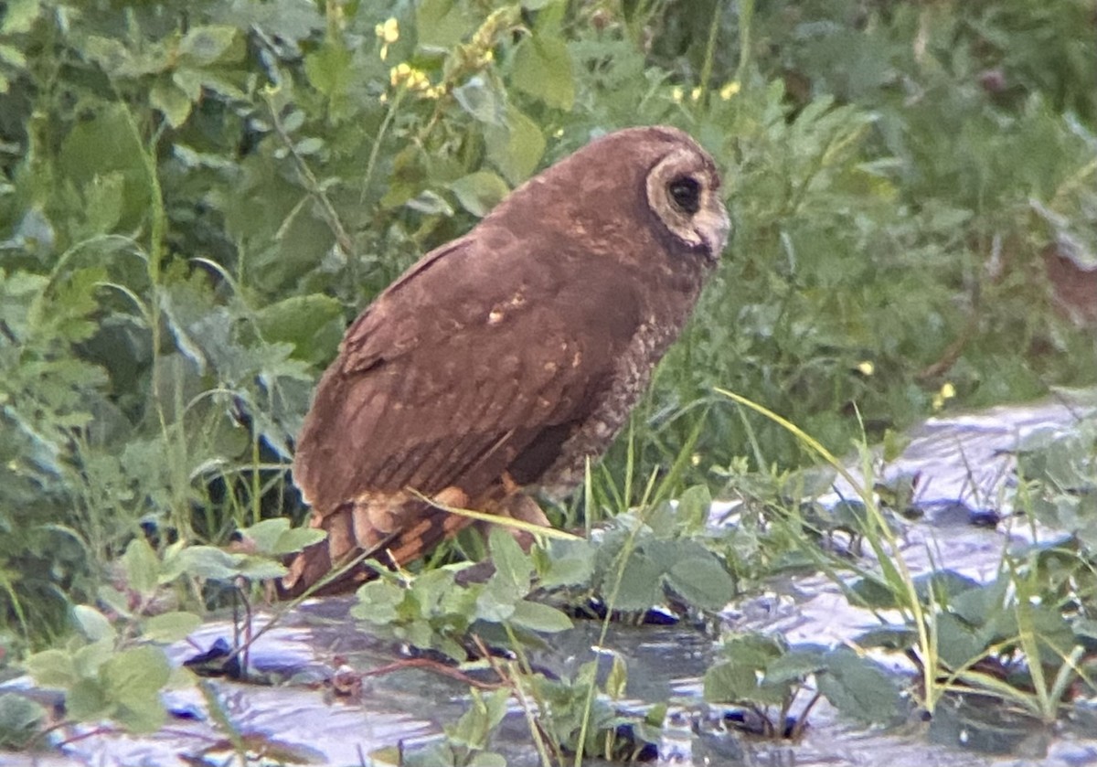 Bataklık Baykuşu - ML647029806