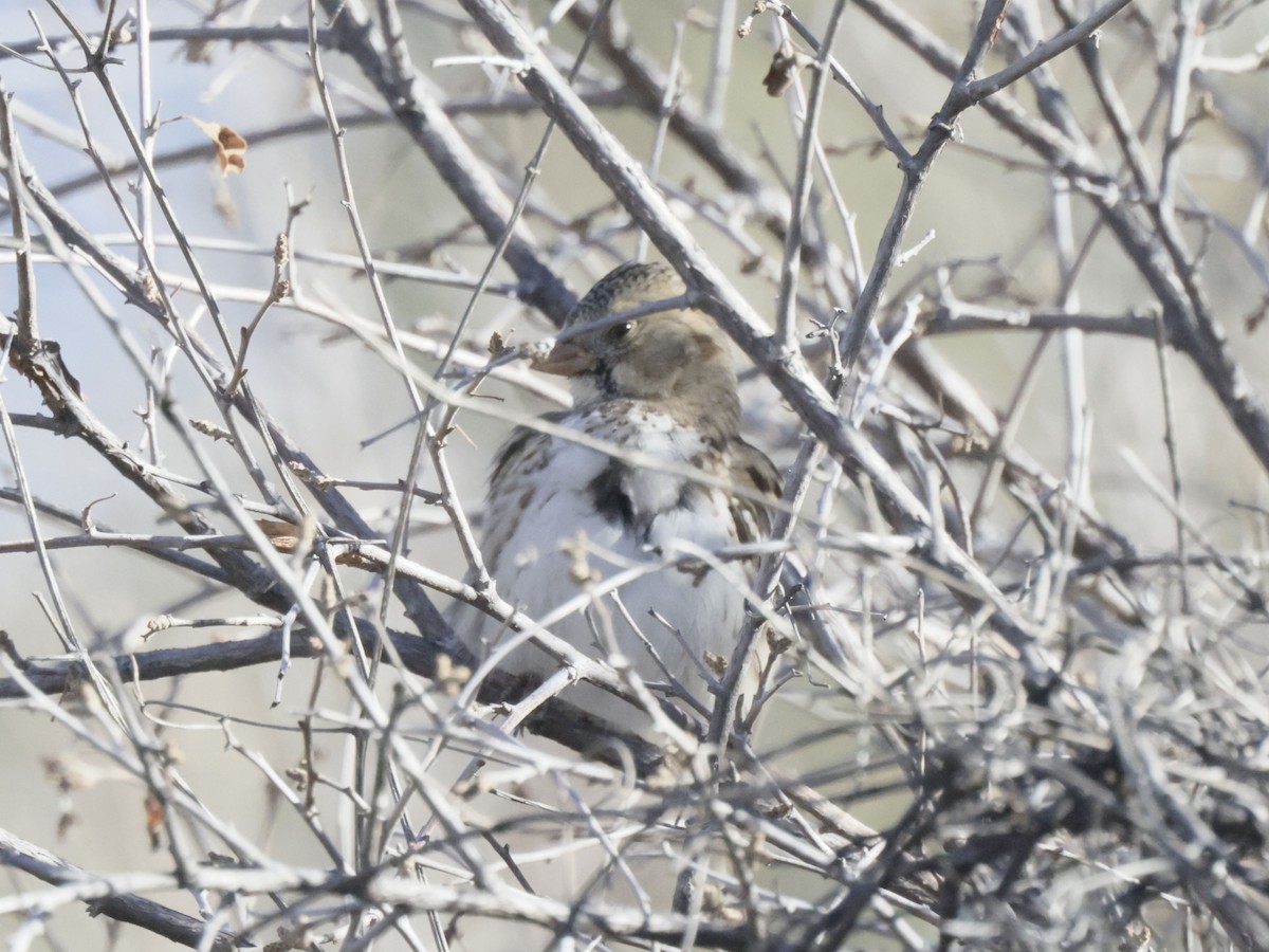 granspurv - ML647029807