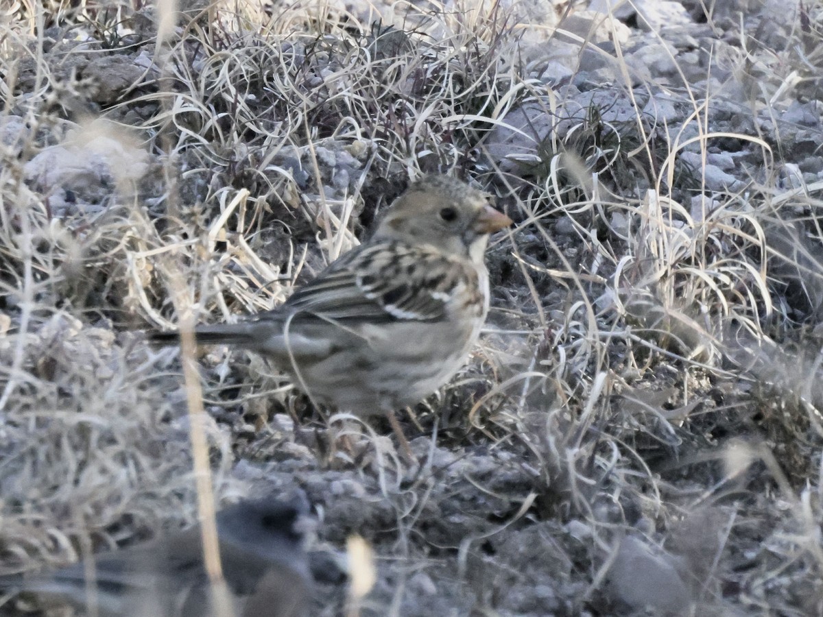 granspurv - ML647029808